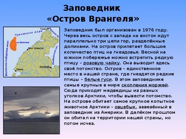 Заповедник остров врангеля 4 класс