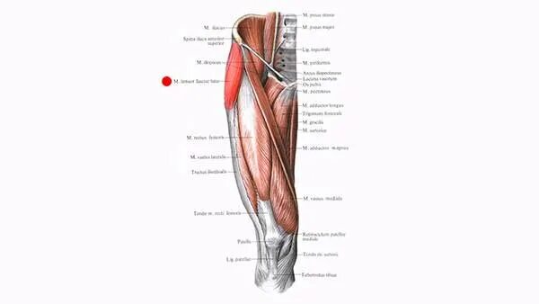 Портняжная мышца m. Sartorius. Портняжная мышца – musculus Sartorius. Мышцы бедра анатомия Sartorius. Портняжная мышца анатомия функции.