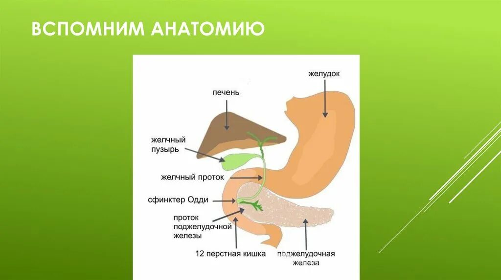 Одди желчного пузыря. Сфинктер Одди расположение. Анатомия сфинктера Одди.