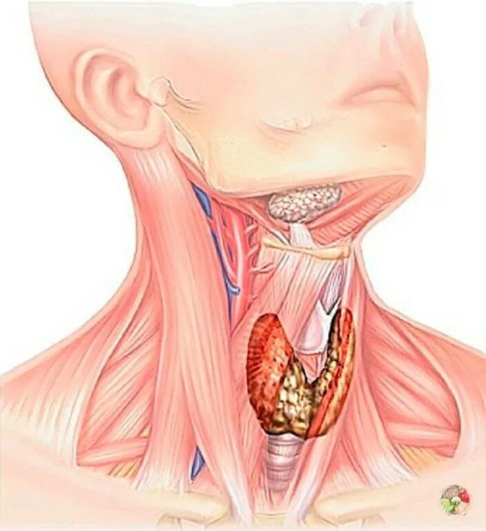 Щитовидная жележелеза. Зоб в горле