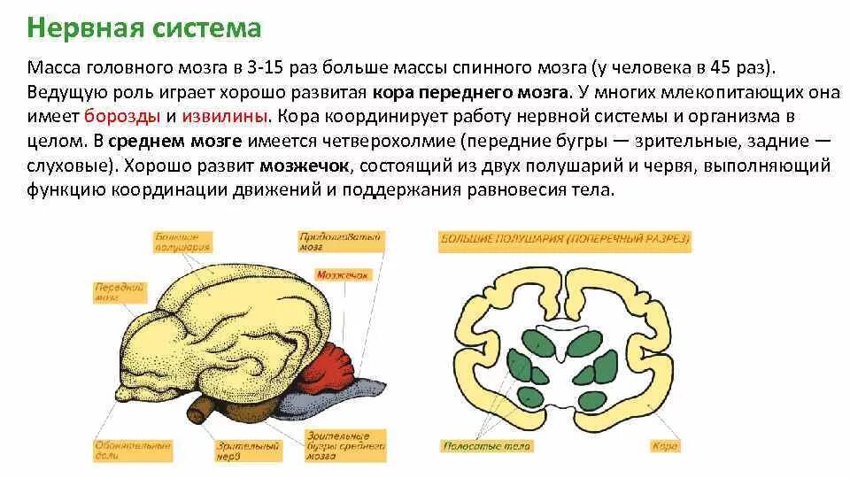 Функции отделов головного мозга млекопитающих. 5 Отделов головного мозга у млекопитающих. Передний мозг функции головного мозга млекопитающих. Строение отделов головного мозга млекопитающих.