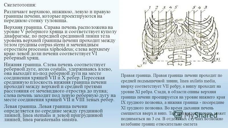 Правая граница печени