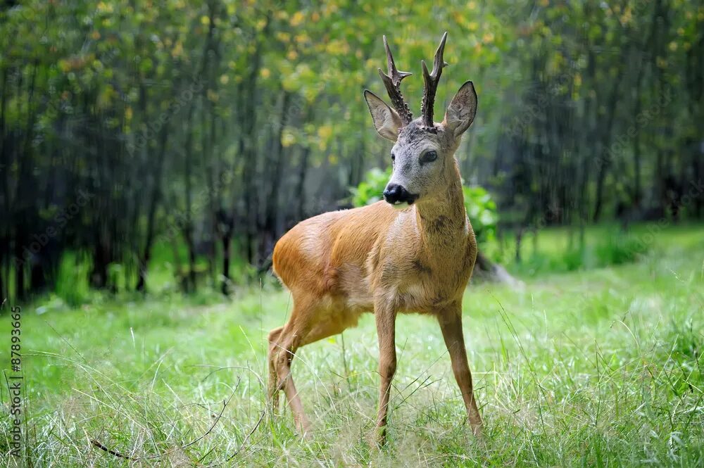 Косуля мужик. Косуля мужик. Косуля мужик. Европейская косуля (capreolus capreolus). Косуля мужик.