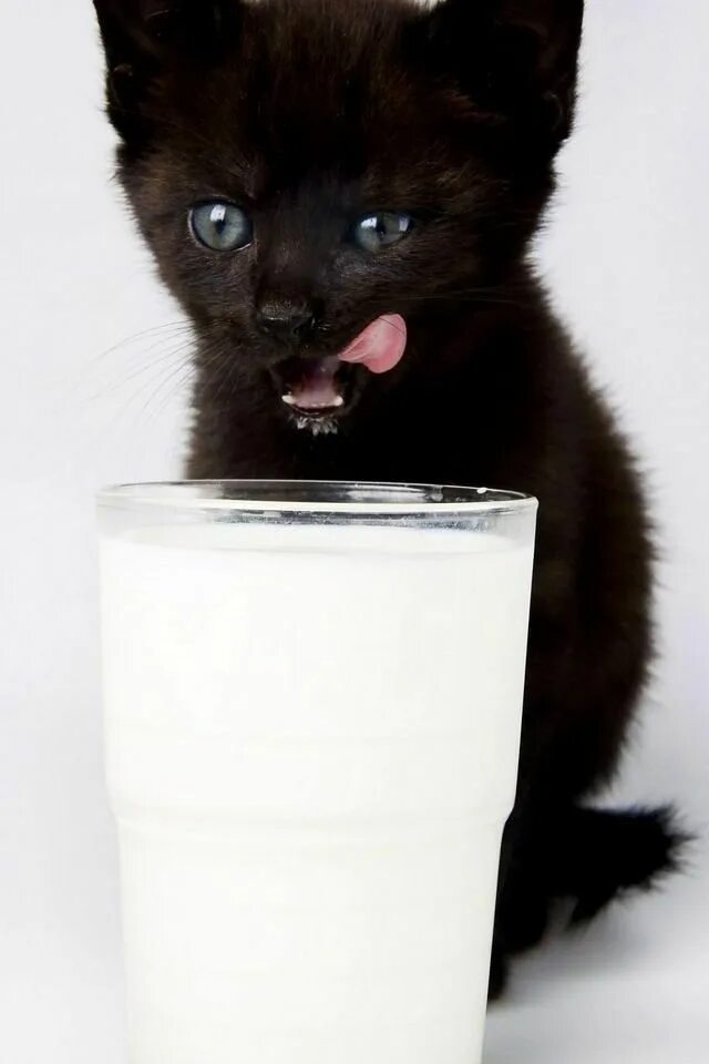 Cats like milk