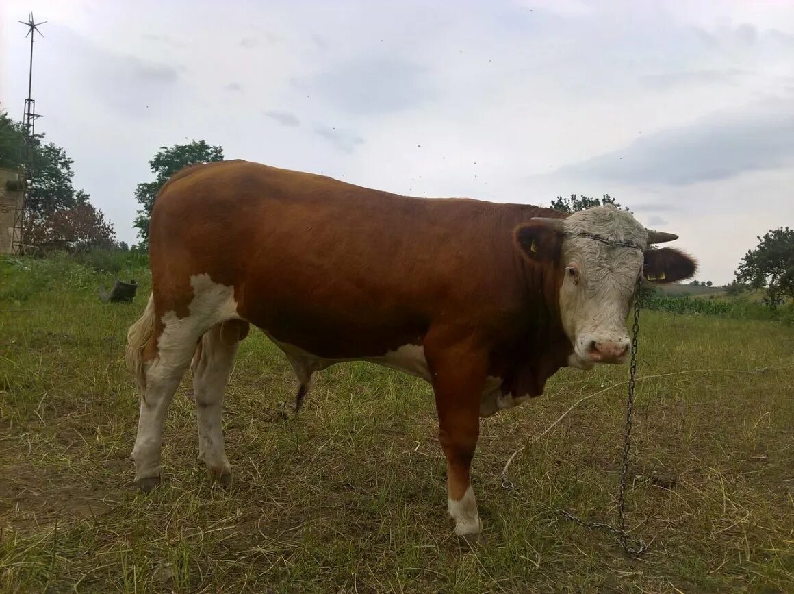 Бычки сементал. Бык симментал. Бычки сементал. Быки породы симменталы. Бычки сементал.