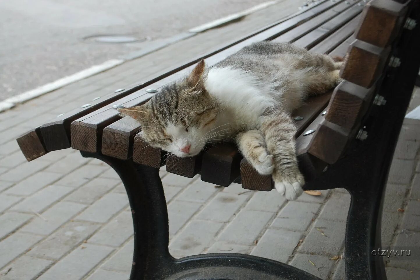 Коты валяются. Ленивый кот. Ленивые коты объевшиеся рыбой валяются поперек тротуаров. Котик объелся. Толстый кот наелся.