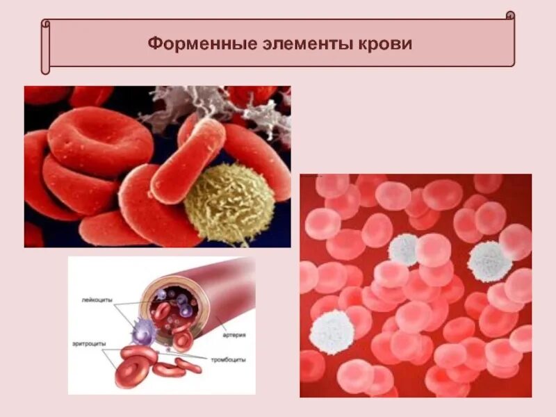 Кровь и форменные элементы крови. Форменные элементы кров. Функции форменных элементов крови. Форменные элементы крови рисунок.