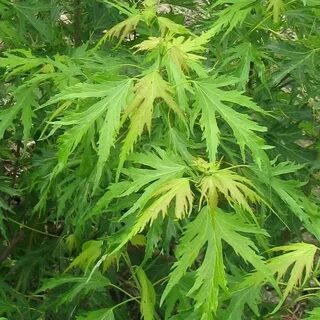 Раскидистый клен