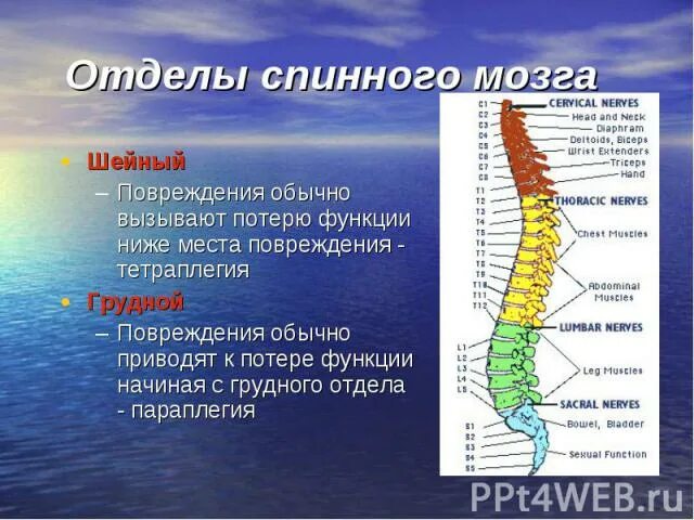 Функции шейного отдела. Отделы спинного мозга. Шейный отдел спинного мозга. Функции шейного отдела спинного мозга. Грудной отдел спинного мозга.