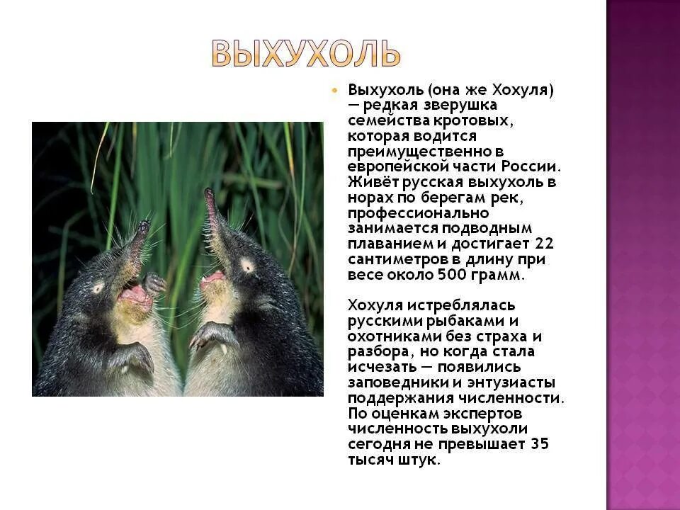 Отряд насекомоядные - презентация онлайн