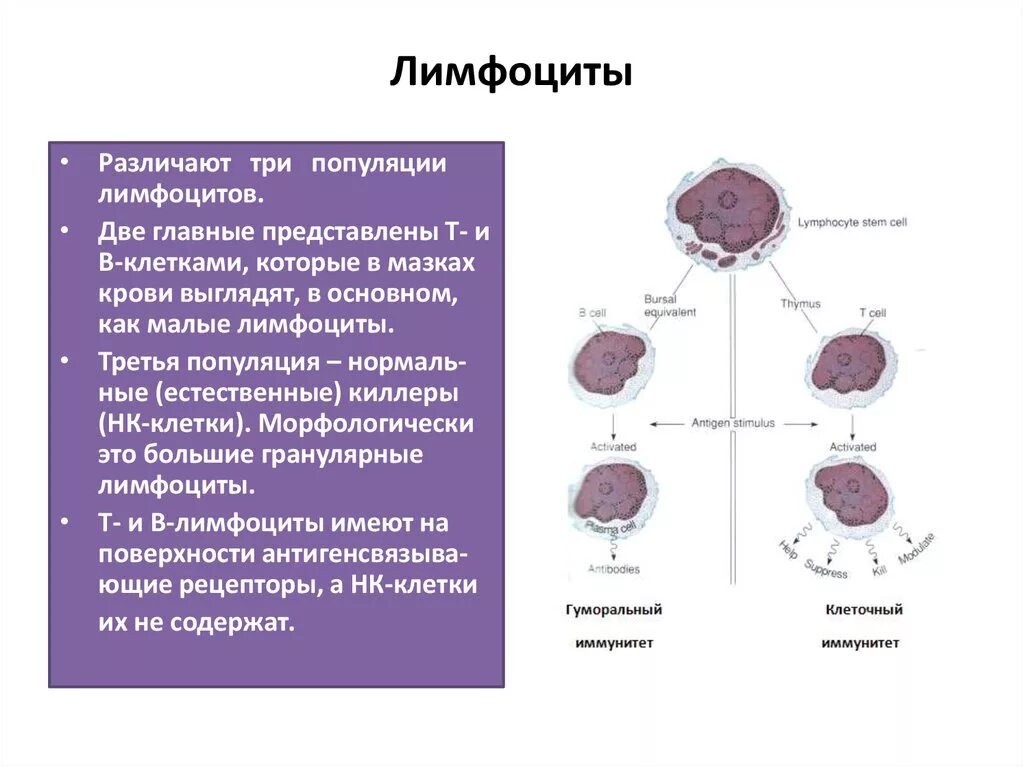 Как отличить т