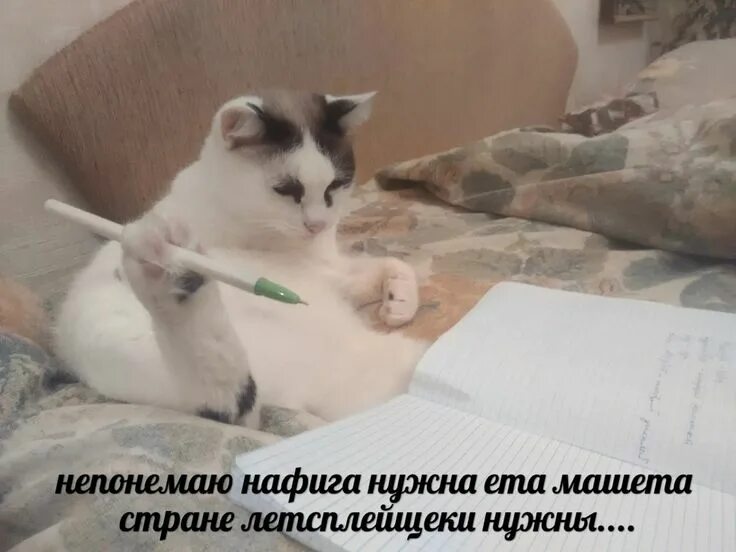 Ответы Mail.ru: Ну как их можно делить?! (фото)