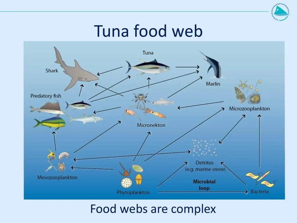 Пищевая сеть экосистемы море. Пищевая цепочка. Морская пищевая цепочка. Цепочка питания в море. Трофические цепи фитопланктон