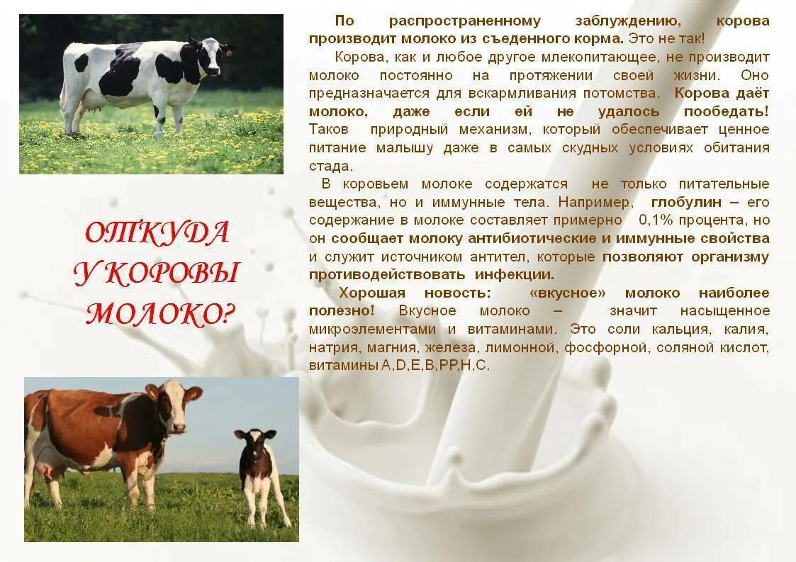 Почему корова постоянно. Корова молоко. корова дает молоко. молоко крупного рогатого скота. почему корова дает молоко.