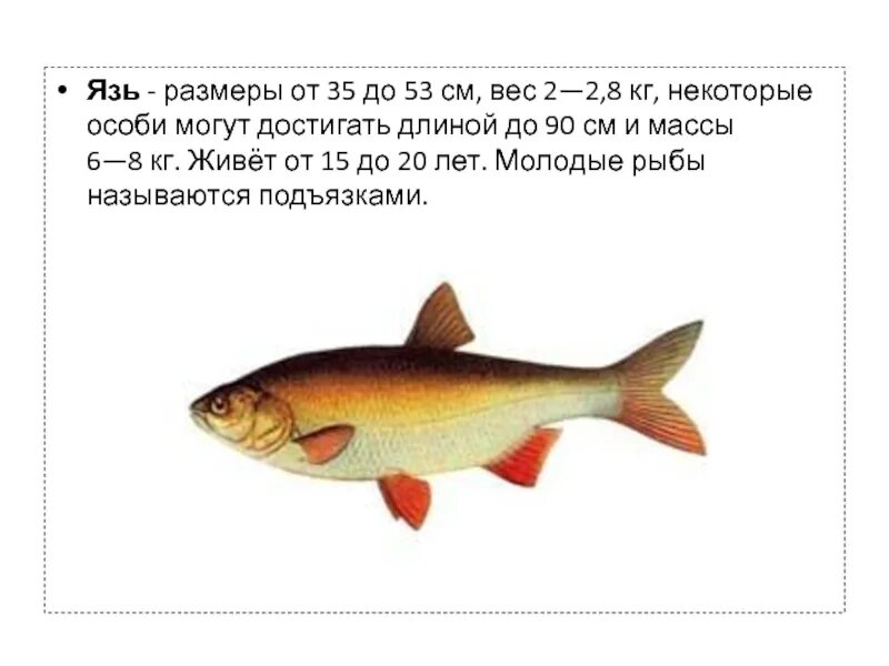 Некоторые особи