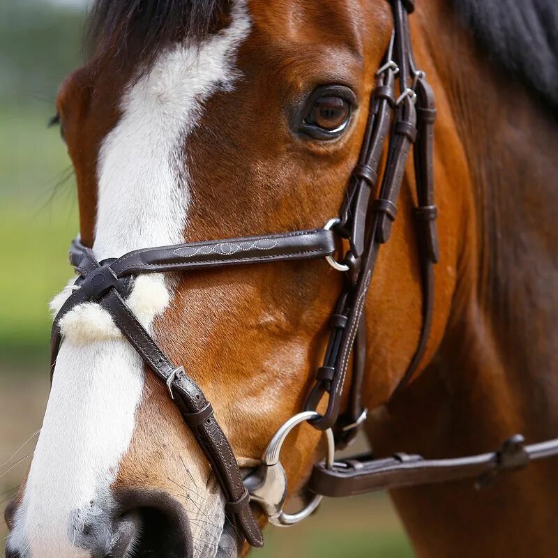 Оголовье kieffer ulla. Уздечка для лошади. Уздечка с мексиканским капсюлем. Уздечка kavalkade ivana. Шведский капсюль.
