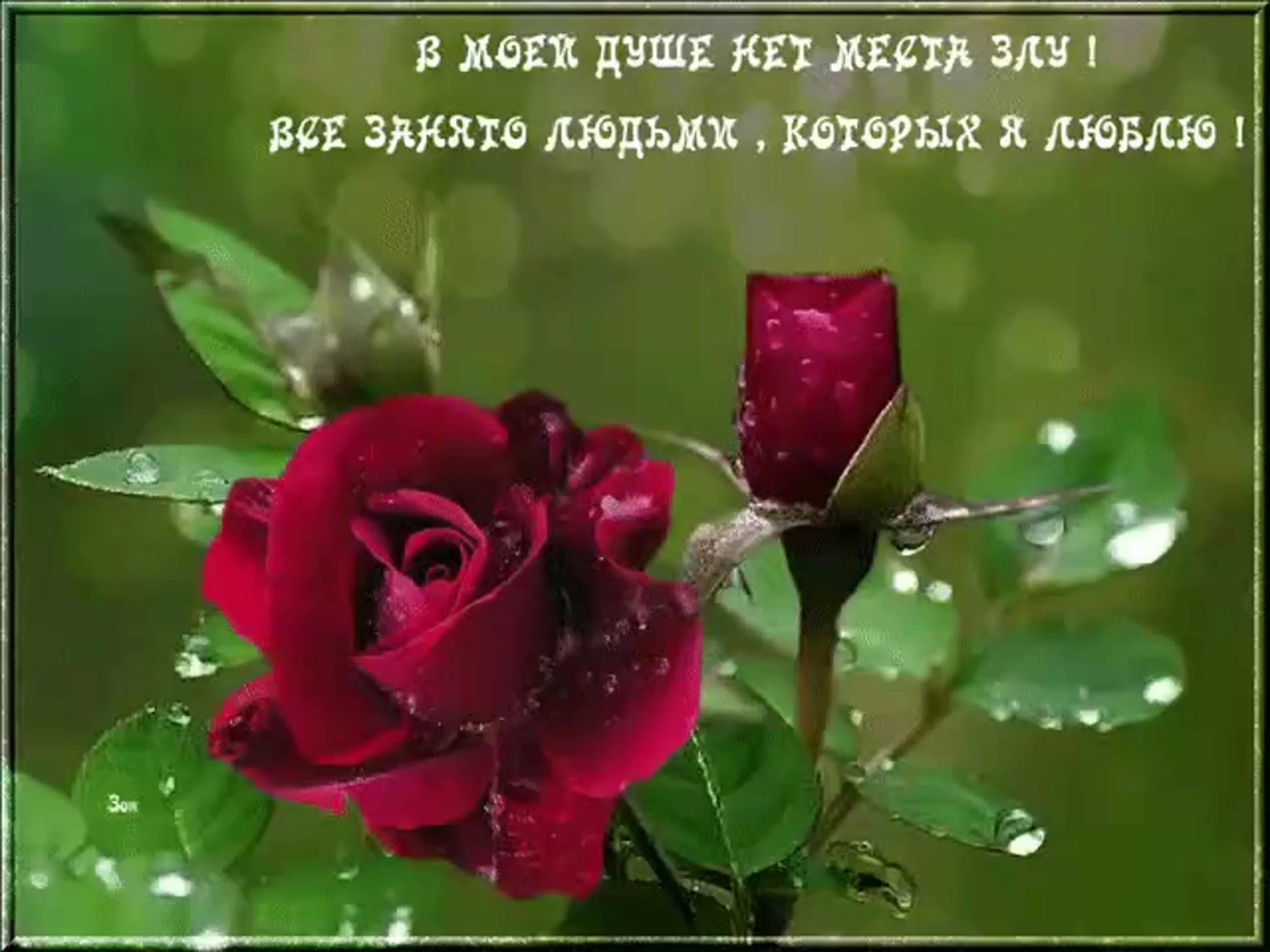 Розы с пожеланиями. Хорошего дня розы. Цветы хорошему человеку. Цветы для дорогого человека. Лучшие пожелания родным