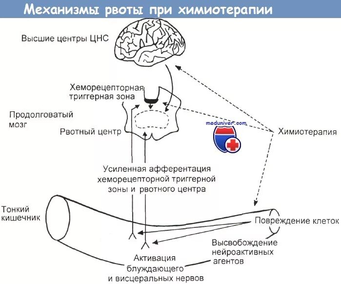 Механизм тошноты и рвоты. Патогенез тошноты и рвоты. Рвота механизм возникновения. Хеморецепторная триггерная зона.