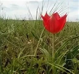 Осадки в калмыкии