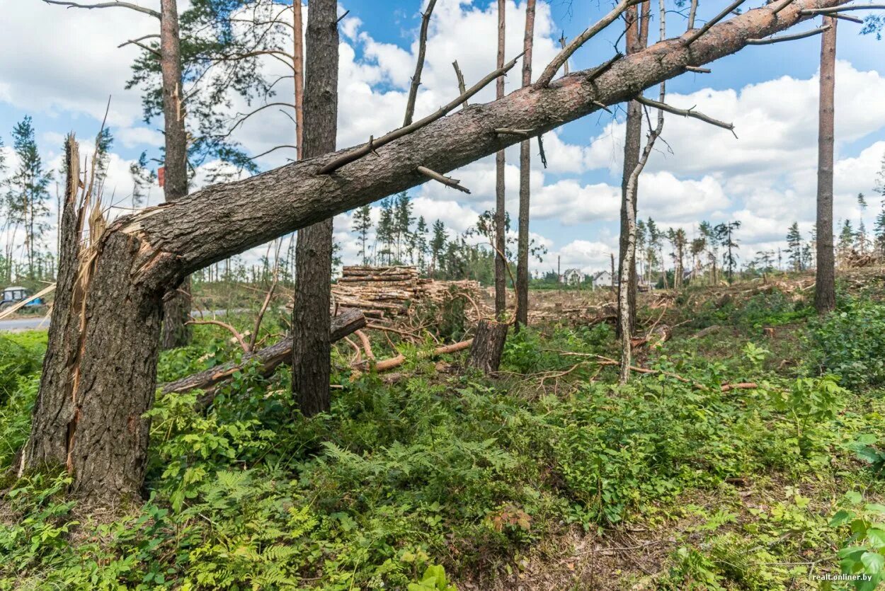 Таежный бурелом. Поваленный лес. Бурелом в лесу. Глухая тайга бурелом. Кологривский лес заповедник.