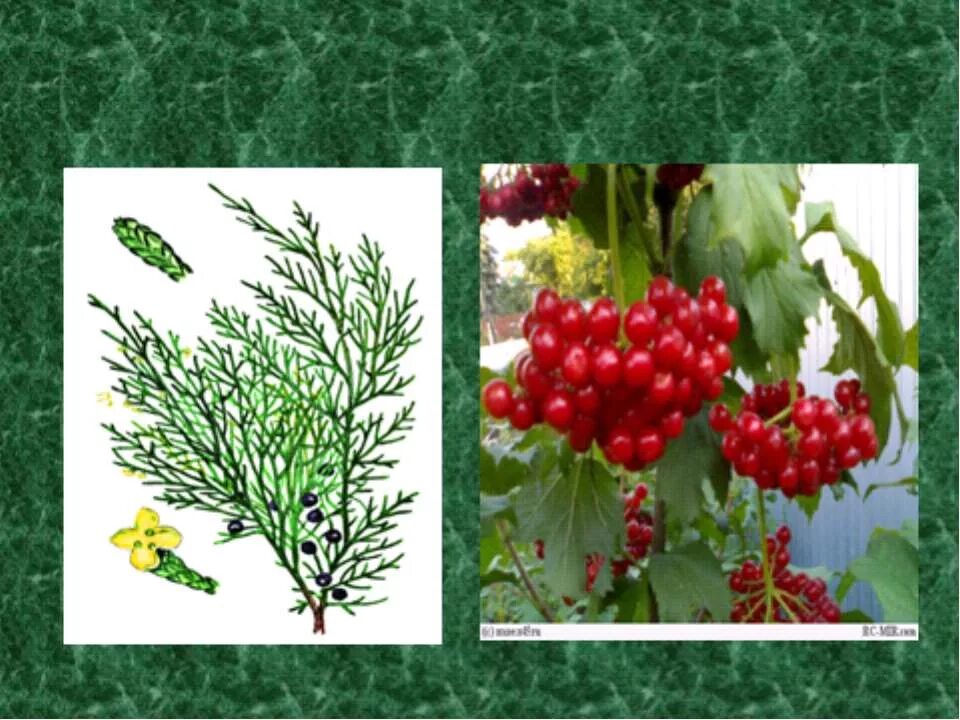 цветковые растения и хвойные растения. растения для презентации. цветковые растения 2 класс. хвойные и цветковые растения. цветковые растения названия.