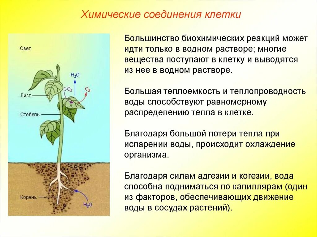 Организмы способные синтезировать органические. Синтез органических веществ из неорганических. Источник углерода в фотосинтезе. Для синтеза органических веществ используют энергию солнца. Источник углерода для синтезируемых органических веществ.