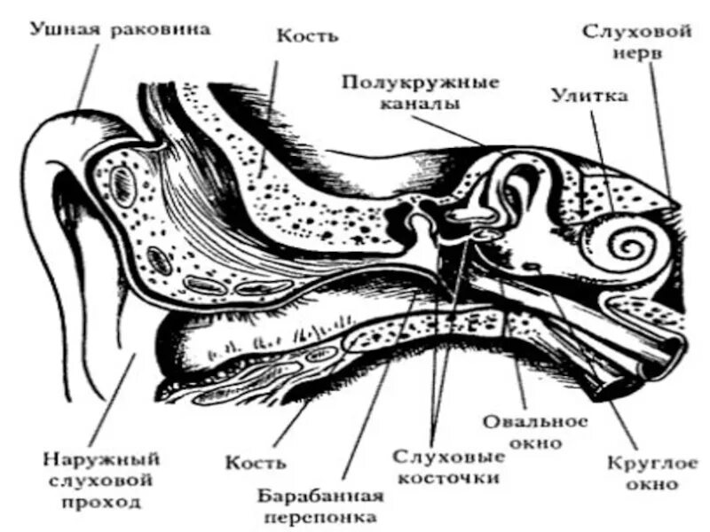 Кость ушной раковины