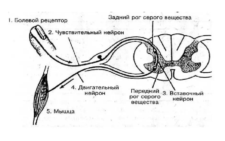 Строение рефлекторной дуги рисунок. Рефлекс схема рефлекторной дуги. Схема простой рефлекторной дуги соматического рефлекса. Схема простейшего рефлекторной дуги. Строение рефлекторной дуги схема.