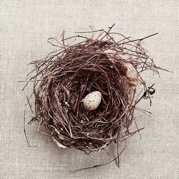 Ширли Джексон "Птичье гнездо". Птица в гнезде с яйцами поделка. Гнезда насекомых. Гнездо из бумаги.