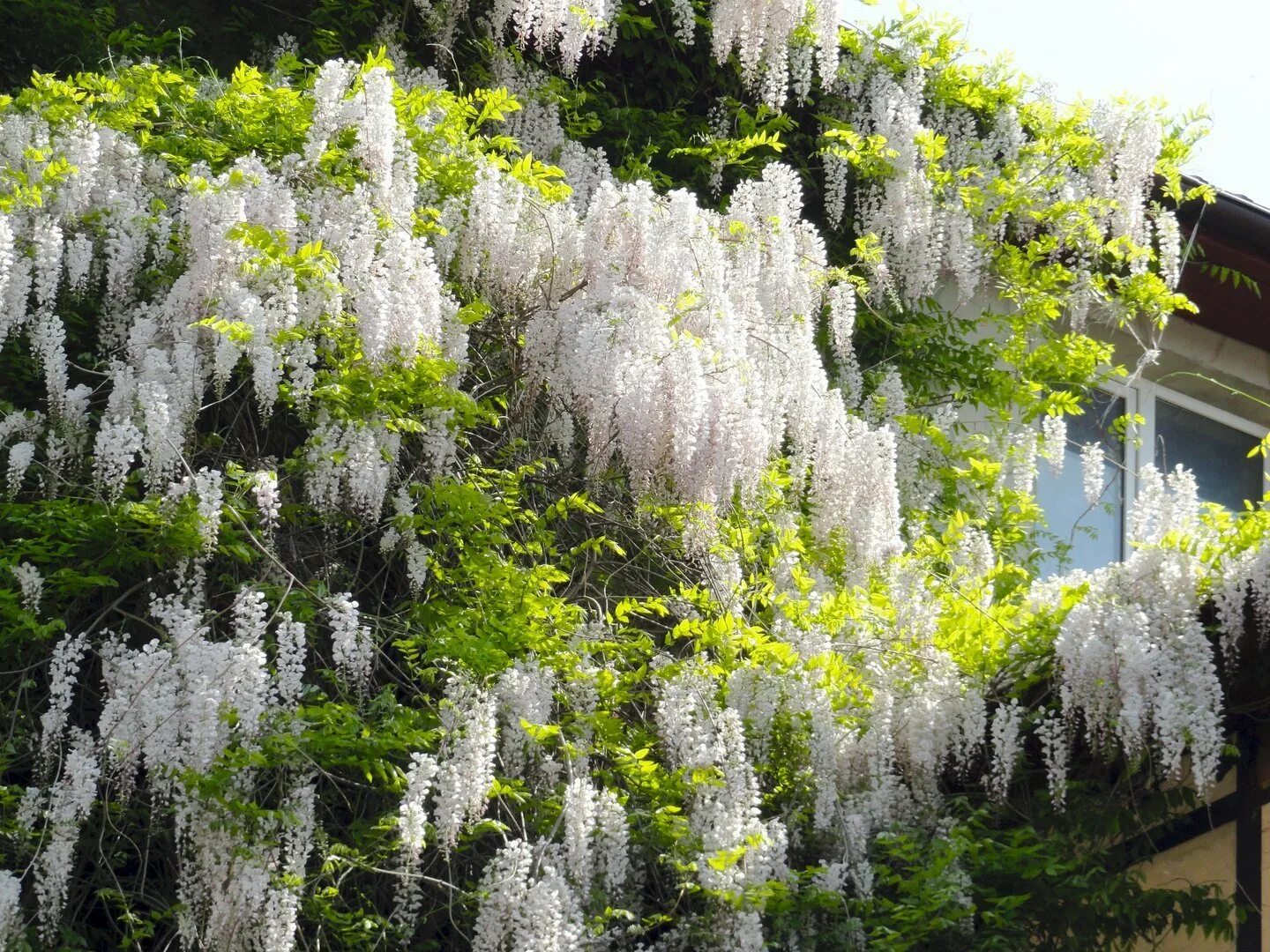 Белая цветет в мае. Цветущая Глициния в Абхазии. Глициния макростахия. Глициния китайская бобовник.