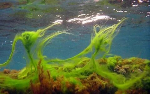 Место обитания водорослей