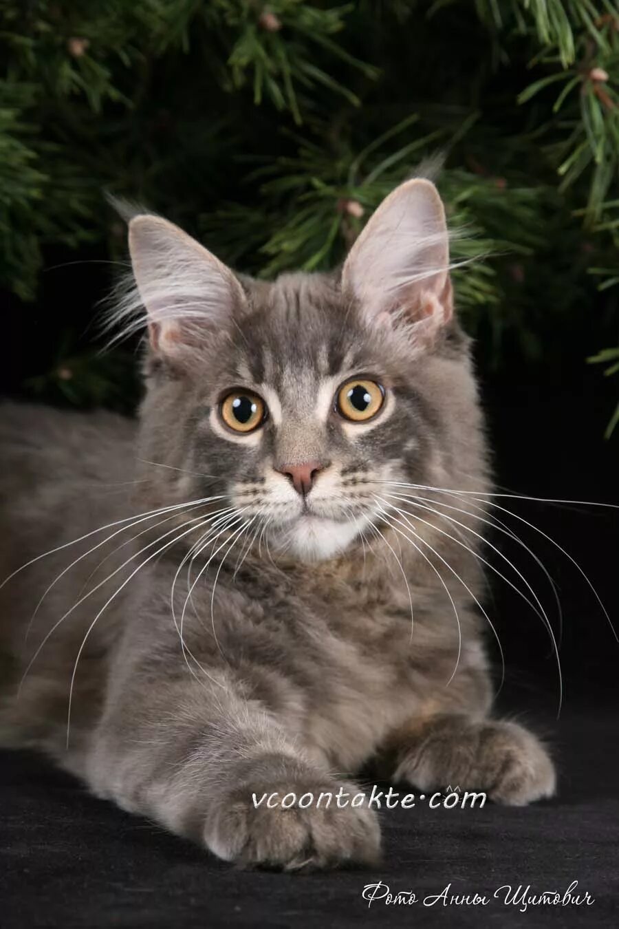 Кот курт. Курт кобейн с котенком. Курт кобейн арт. Курт кобейн фото с котом. Кот курт.