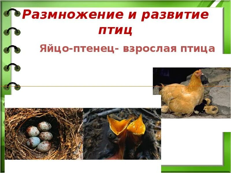 Развитие птиц. Размножение и развитие птиц. Особенности развития птиц. Особенности размножения птиц.