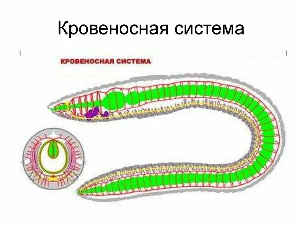 Полость тела плоские круглые кольчатые. Кровеносная система кольчатых червей 7 класс. Дыхательная система кольчатых червей. Дыхательная система кольчатого червя. Кровеносная и дыхательная система кольчатых червей.