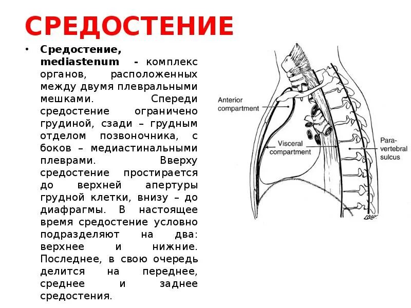 Органы плевральной полости. Средостение вид сбоку. Средостение вид спереди. Органы средостения грудной клетки. Средостение поперечный разрез.