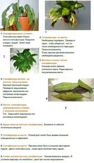 Чем подкормить комнатный цветок желтеют листья