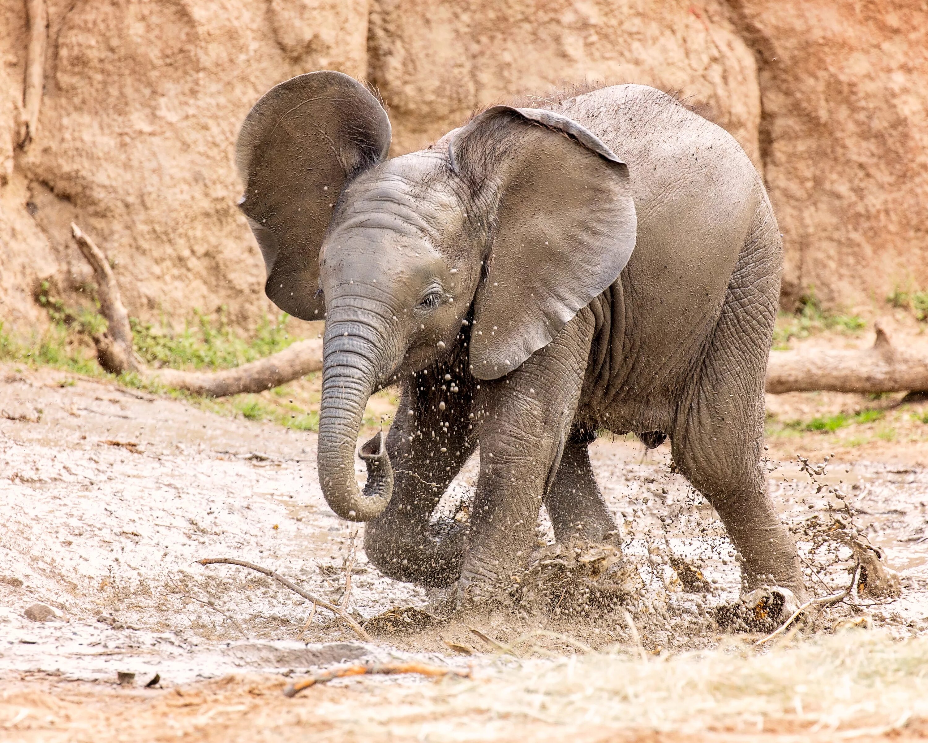 Слоненок. Слон и Слоненок. Маленькие слоны. Милые слоники. Sister elephant