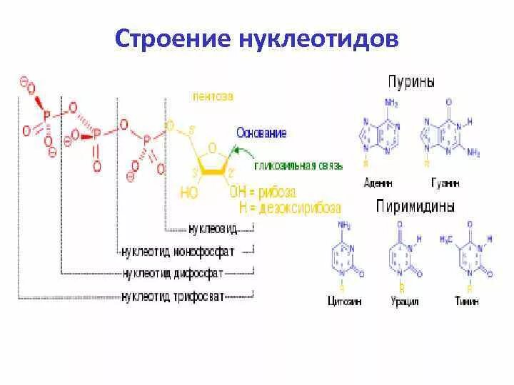 Назовите часть нуклеотида. Структура нуклеотида схема. Химическое строение нуклеотидов. Компоненты нуклеотида схема. Из чего состоит нуклеотид схема.