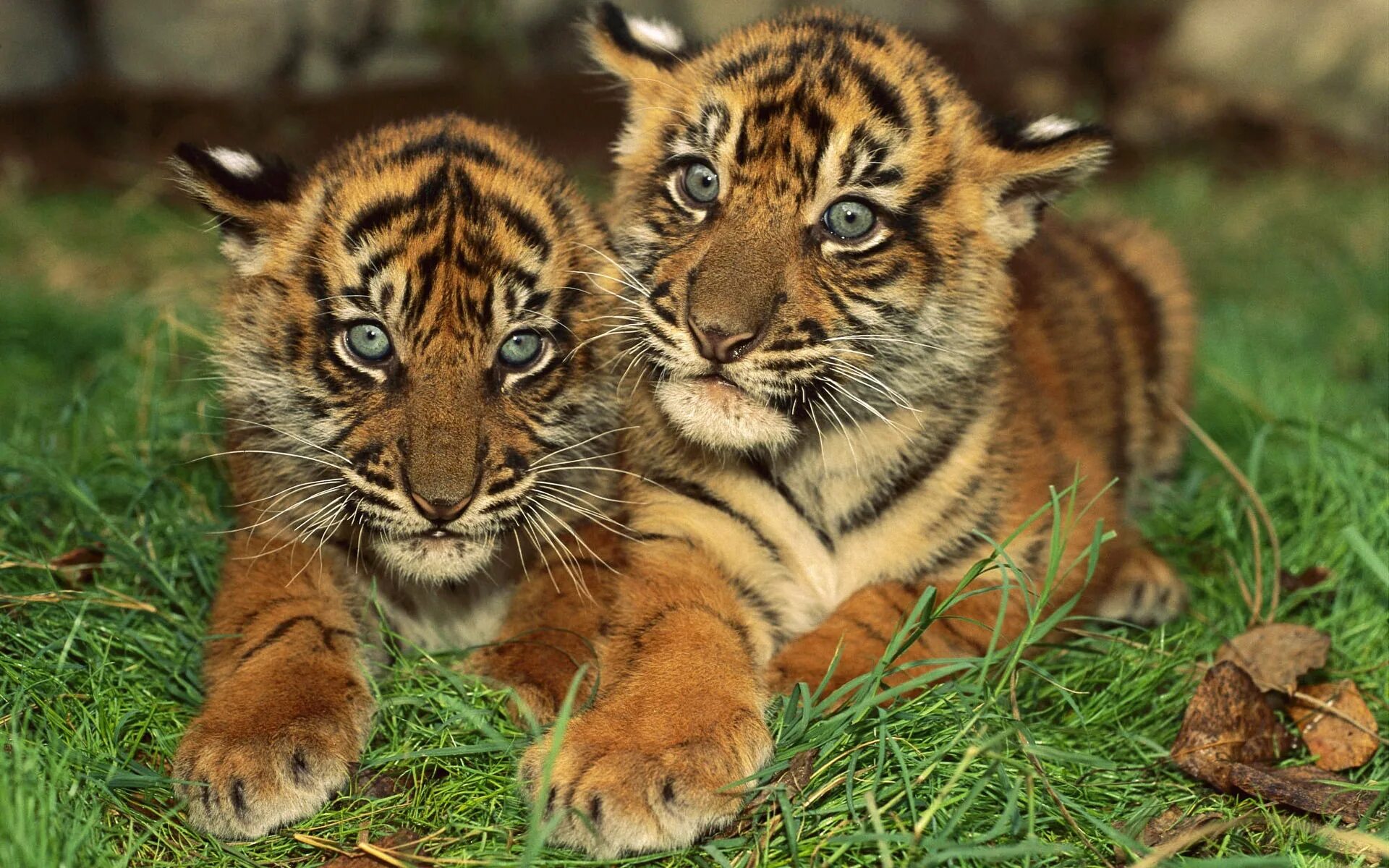2 красивых животных
