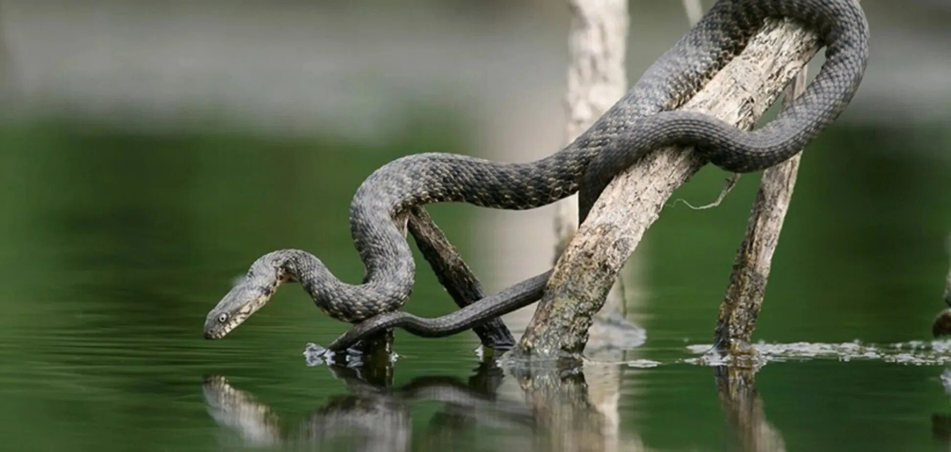 Какую среду обитания освоила песчаная змея. Индийская Болотная гадюка. Змея шахматная гадюка. Водяной уж и гадюка. Речной полоз.