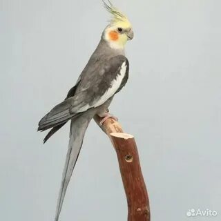 Попугай корелла боится