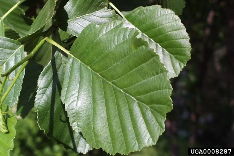 Ольха манчжурская. Ольха серая Alnus incana. Ольха сердцевидная. Ольха Шпета.