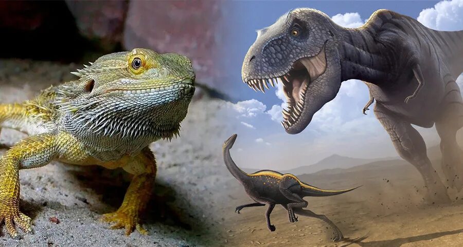 Ящерицы потомки динозавров. Современные родственники динозавров. Ближайшие родственники динозавров. Ближайший родственник динозавра