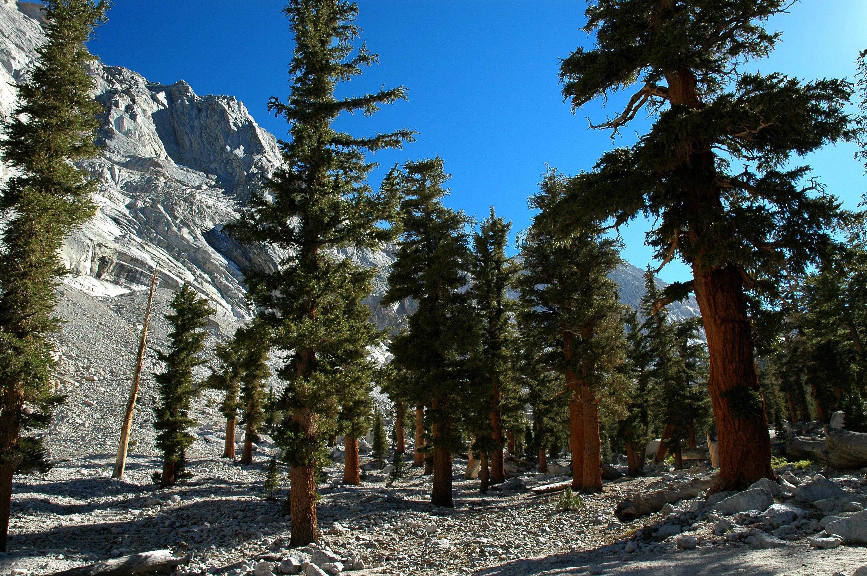 Хвойные америки. Сосна Бальфура Северная Америка. Pinus balfouriana. Сосна Бальфура Южная Америка. Сосна Бальфура эндемик Южной Америки.