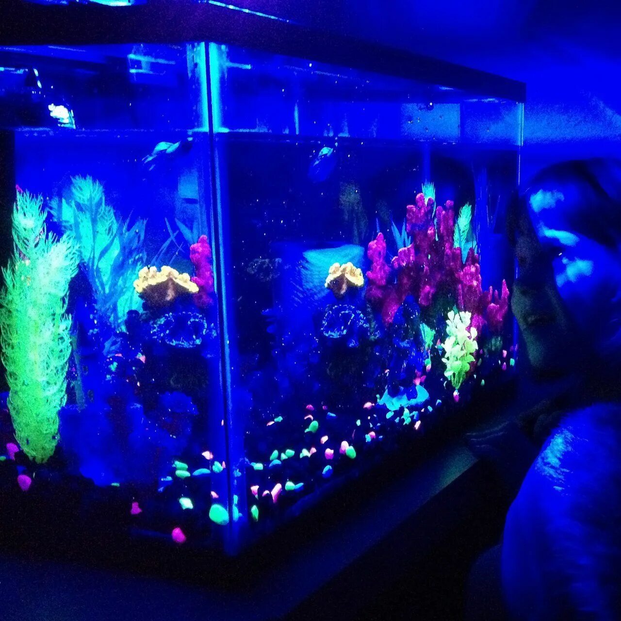 Нужен ли рыбкам свет в аквариуме ночью. Флуоресцентные рыбки Glofish. Лампа для аквариума для глофиш. Глоу Фиш в аквариуме. Лампа неоновая для аквариума Глоу Фиш.