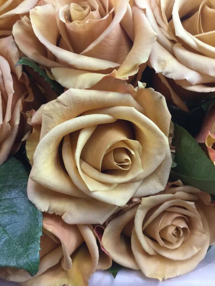 сорт капучино