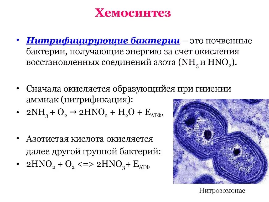 Хемосинтетики и хемотрофы. Хемосинтез нитрифицирующих бактерий. Археи хемосинтетики. Серобактерии хемотрофы. Хемосинтезирующие бактерии характеризуются