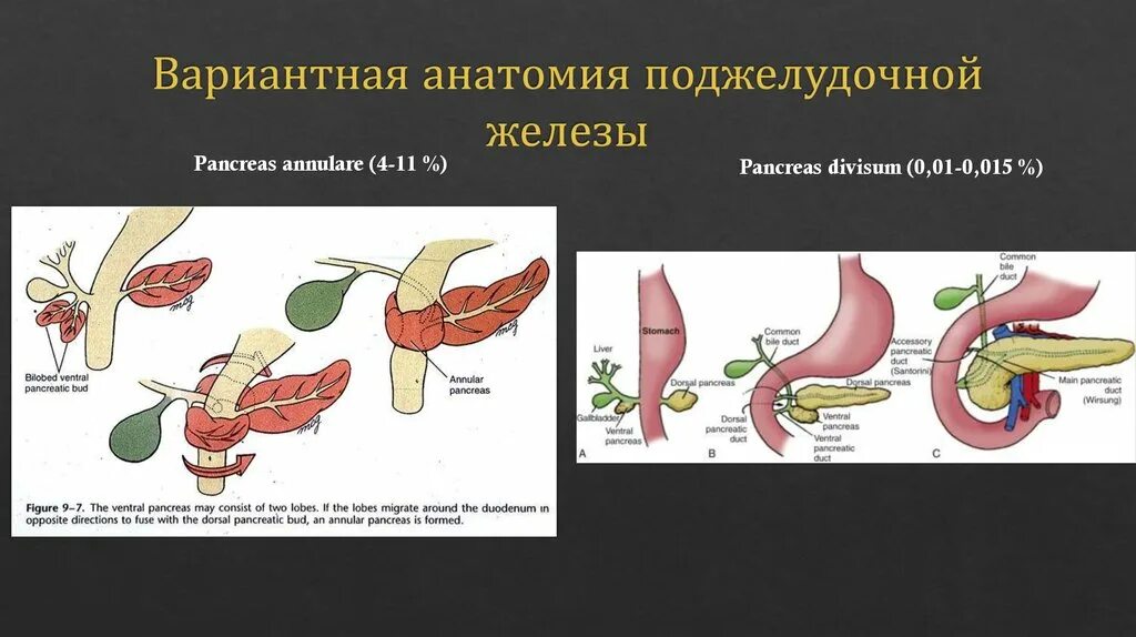 Формы поджелудочной железы. Анатомия поджелудочной железы Синельников. Вариантная анатомия поджелудочной железы. Поджелудочная железа формы строения.