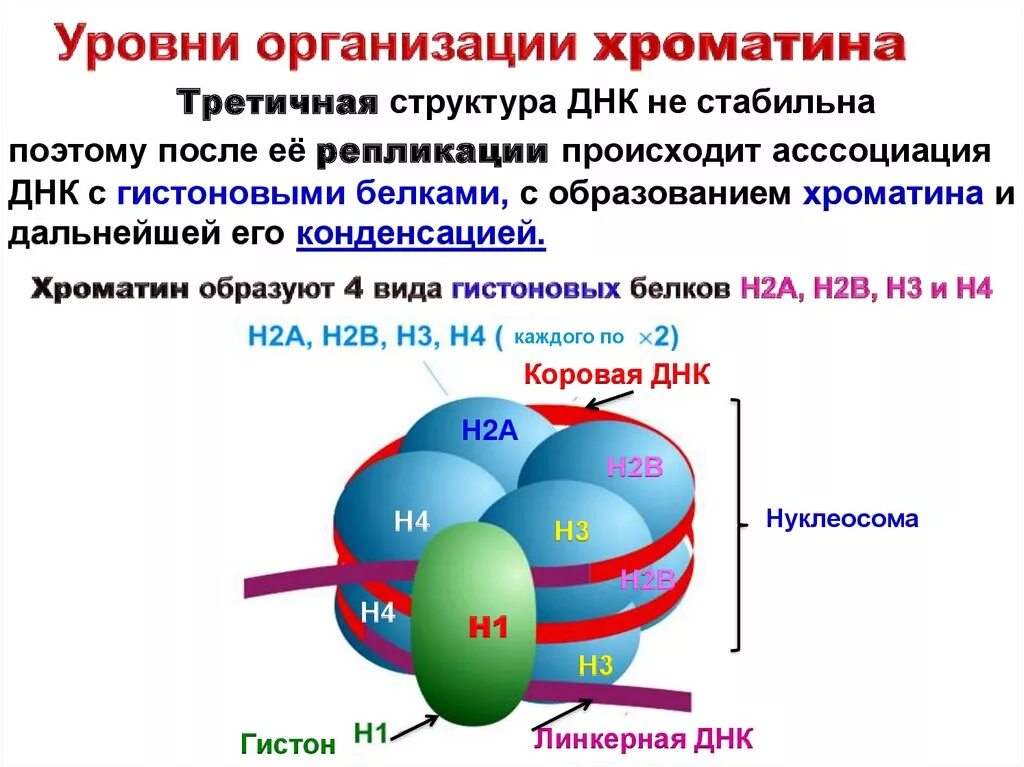 Уровни организации днк. Уровни организации днк. Уровни организации днк. Уровни организации днк. Уровни пространственной организации днк.