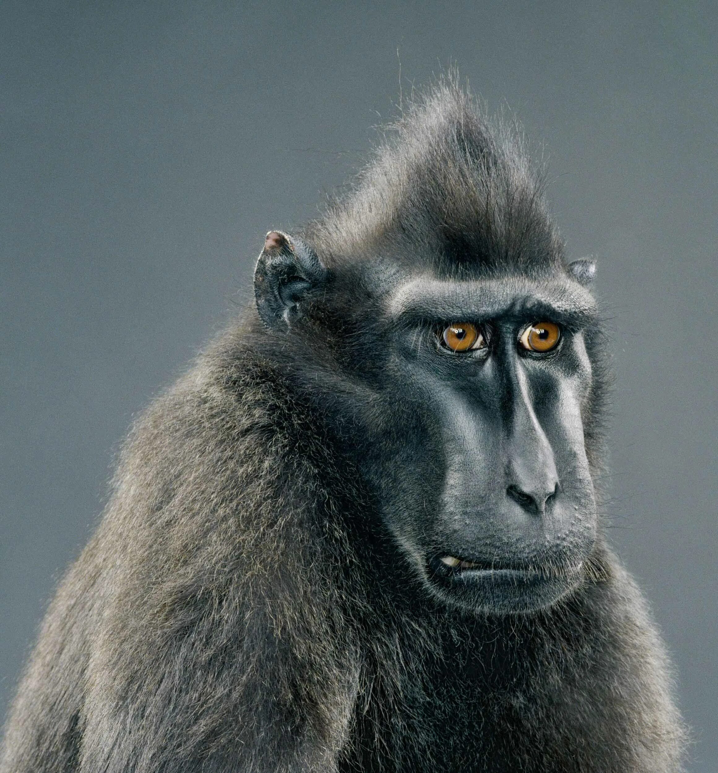 Обиженная горилла. Обезьянка плачет. Обиженные звери. Застенчивый щенок. Печальная собака.